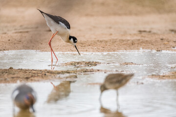 Black-Neck Stilt at the Riparian Preserve at Water Ranch in Gilbert, Arizona.