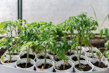 preparation of seedlings for planting