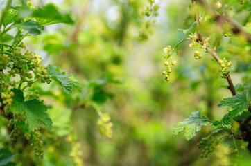 green leaves background