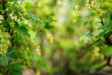 green leaves in sunlight