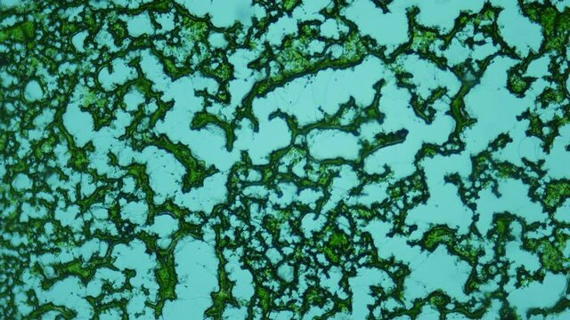 Dried unicellular algae under a microscope. High Quality Protein Source. Source of iodine.