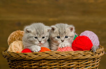 Fototapeta na wymiar Two kittens sit together inside a basket with clews of thread