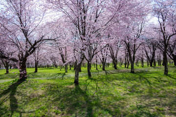 春の東川町 キトウシ森林公園の桜
