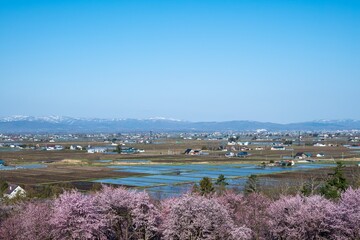 春の東川町 キトウシ森林公園の桜と農風景
