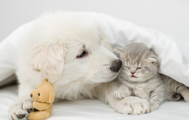 White Swiss shepherd puppy licks kitten under white warm blanket on a bed at home