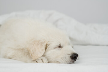 White Swiss shepherd puppy sleeps under white warm blanket on a bed at home