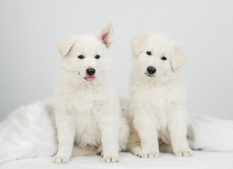 Two White swiss shepherd puppies sit together under warm blanket on the bed at home