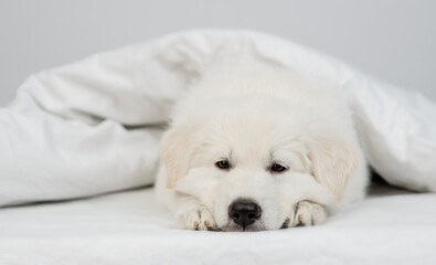 Sad Swiss shepherd puppy lying  under white warm blanket on a bed at home