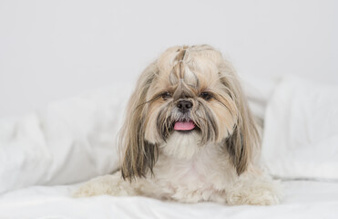 Young Shih tzu dog lies under white blanket on a bed at home