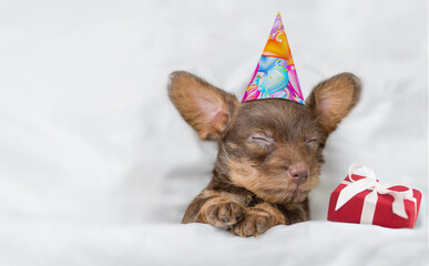 Cute Dachshund puppy  wearing birthday cap sleeps with gift box under white warm blanket on a bed...