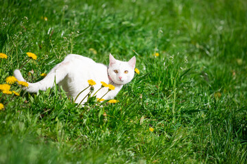 White fluffy cat walks in the spring. © lms_lms