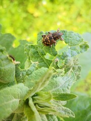 caterpillar on leaf