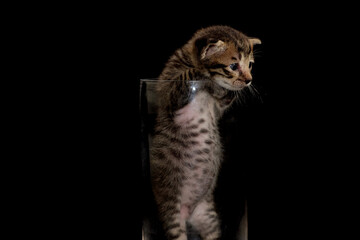 Obraz premium Kitten stuck in the glass