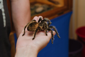 Obraz premium tarantula spider sitting on hand