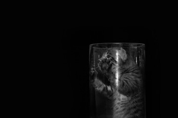 Kitten stuck in the glass