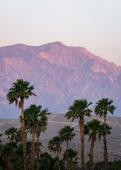 Fototapeta na wymiar Palms and Mountain at Sunrise