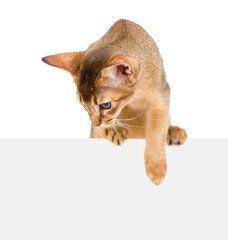 Young abyssinian young cat looks down above empty white banner. Isolated on white background - obrazy, fototapety, plakaty