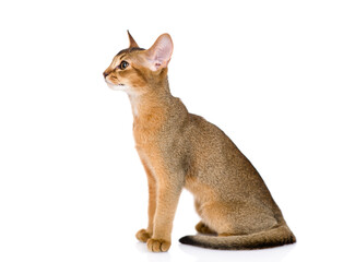 Young abyssinian young cat sits in profile. Isolated on white background