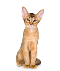 Portrait of a young abyssinian young cat. Isolated on white background - obrazy, fototapety, plakaty