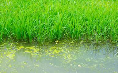Fototapeta premium A growing group of green rice plants