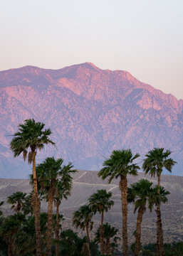 Palms and Mountain at Sunrise