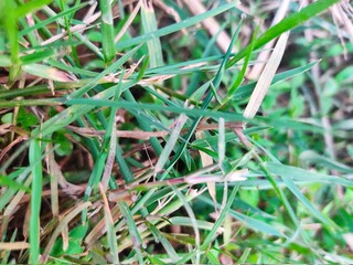 Beautiful field with fresh grass and small flower