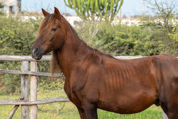 Caballo flaco