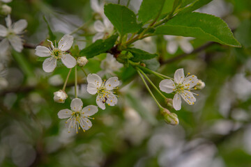 Fototapeta premium Flowers on apple tree in the garden