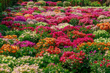 BUGANBILIAS flor, flor, rosa, huerta, naturaleza, primavera, fábrica, verano, morada, florecer,...
