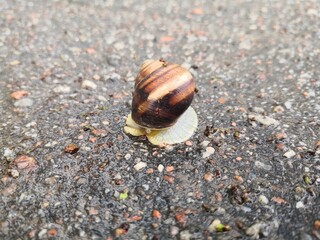 snail on the stone