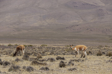 Vicu&ntilde;as
