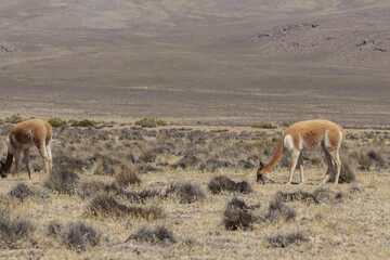 Vicuñas