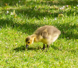 Canada goose gosling grazing