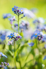 forget-me-not in the spring garden