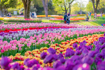 春の昭和記念公園に咲く満開のチューリップ