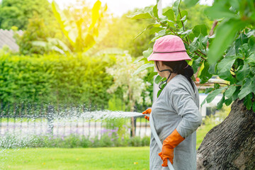 Naklejka na ściany i meble Back view of woman gardener wearing hat in a garden watering hose splashing water on the lawn and tree leafs . Slow living, gardening hobby concept. Watering plants daily housekeeping routine.