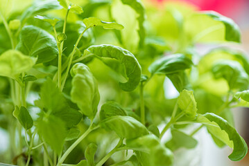 young basil in the pot