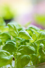 young basil in the pot