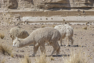 alpacas