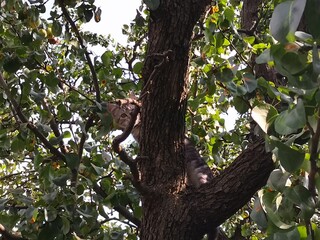 squirrel on tree