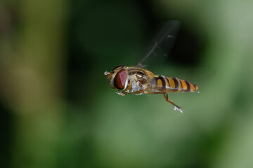 Marmalade hoverfly (Episyrphus balteatus) flying