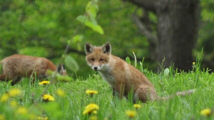Young red fox in the wild. The cub sits next to its den. Cute red fox cub stands in the grass and looks at the camera. Red fox close up. Slow motion european fox.