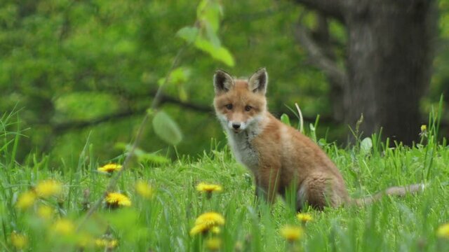 Young red fox in the wild. The cub sits next to its den. Cute red fox cub stands in the grass and looks at the camera. Red fox close up. Slow motion european fox.