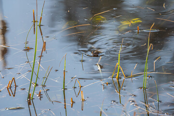 Ein kleiner Teich mit einem Frosch!