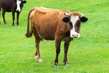 Naklejka na ściany i meble Cows graze in a high mountain green meadow