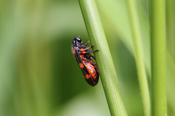 Cercopis intermedia in its typical prairie habitat