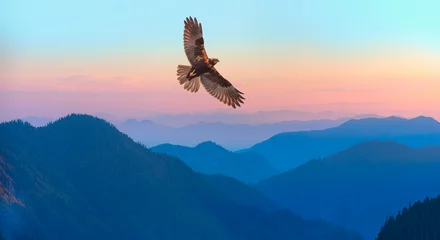 Gordijnen Red-tailed Hawk flying over the mountains with sky background © muratart