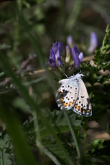 butterfly on a flower