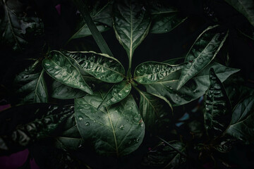 Tropical plant bushes leaf texture, creative layout closeup view of large palm foliage nature dark moody green pattern on black background with cool tones flat lay abstract forest environment concept.