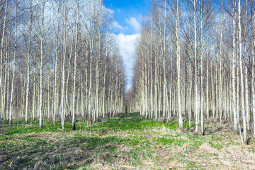 Spring,autumn landscape with the birches forest. Birch tree plantation in countryside in spring.